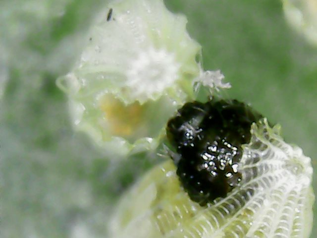 Larve defogliatrici  (di Brassica oleracea var. acephala) di Pieris brassicae (Pieridae)